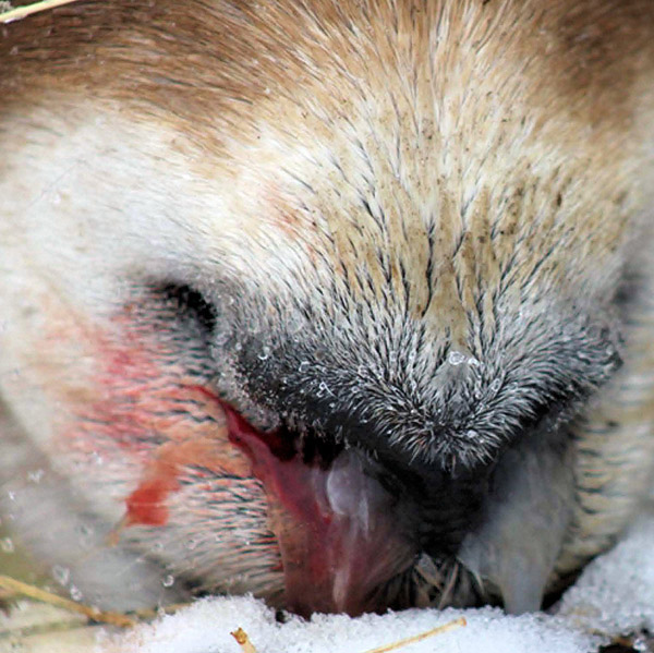 Snotty bighorn nose closeup